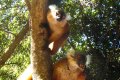 Komba Lemuri su albero